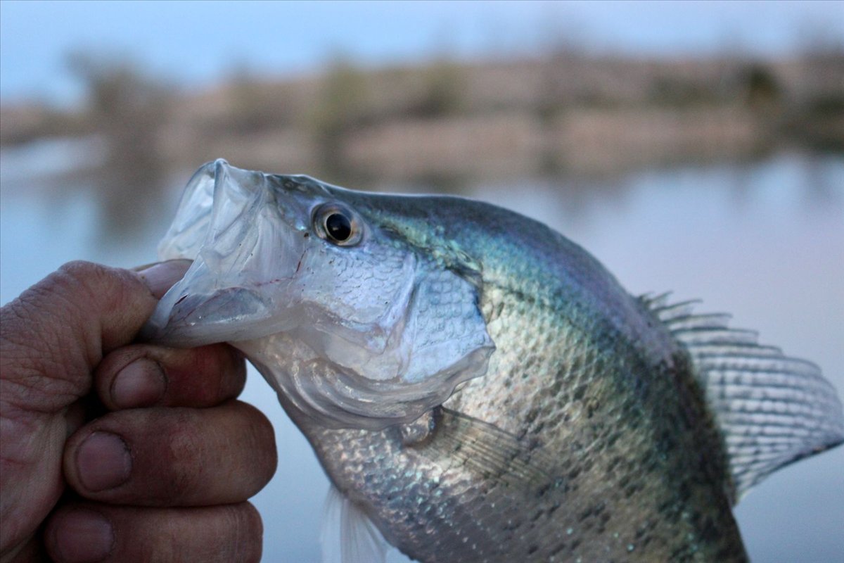 Lavon Lake
